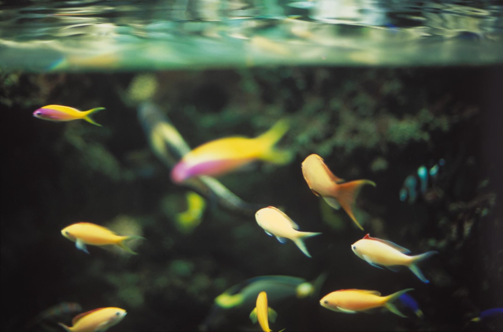 Don't Kill Your Fish! Avoid These 11 Major Saltwater Aquarium Mistakes