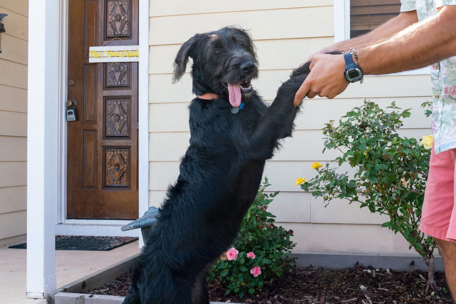 10 Expert Tips to Ground Jumping Jack Puppies
