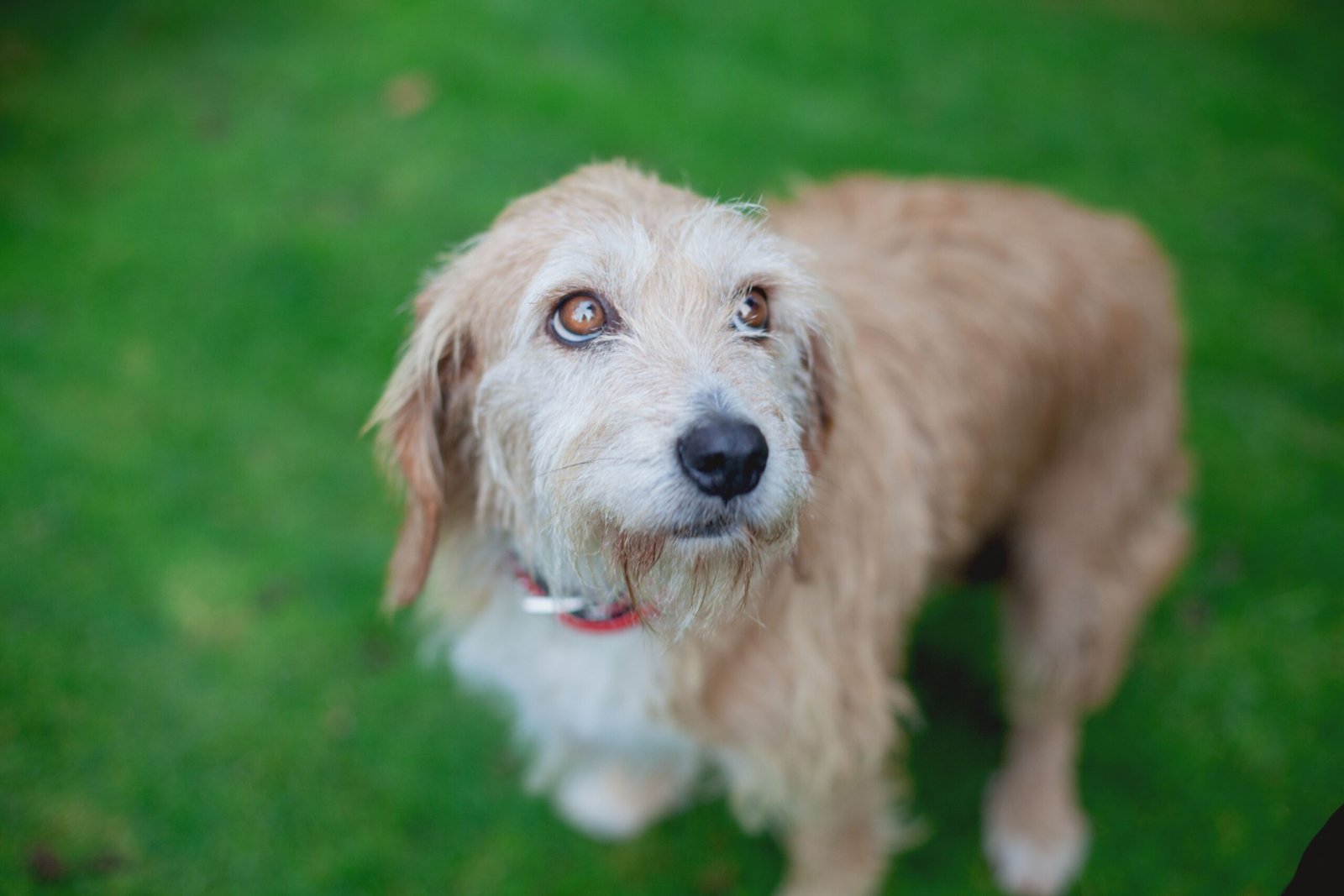 How Is Constipation in Dogs Treated?