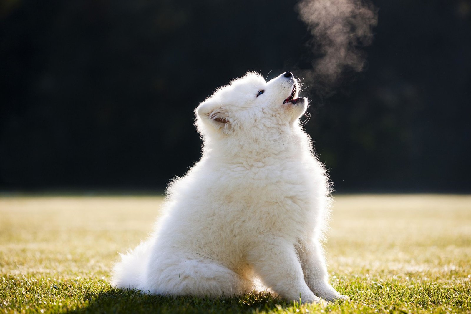 Why Your Dog's Howling Could Be a Sign of Health Problems