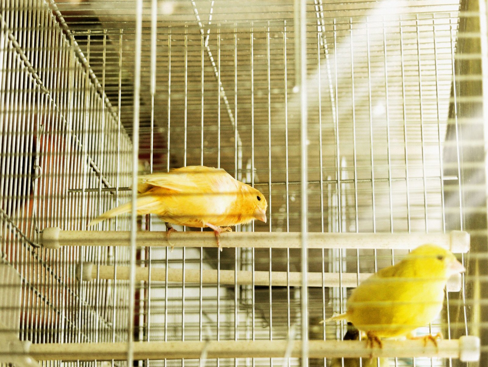Why You Should Avoid Sand and Concrete Bird Perches
