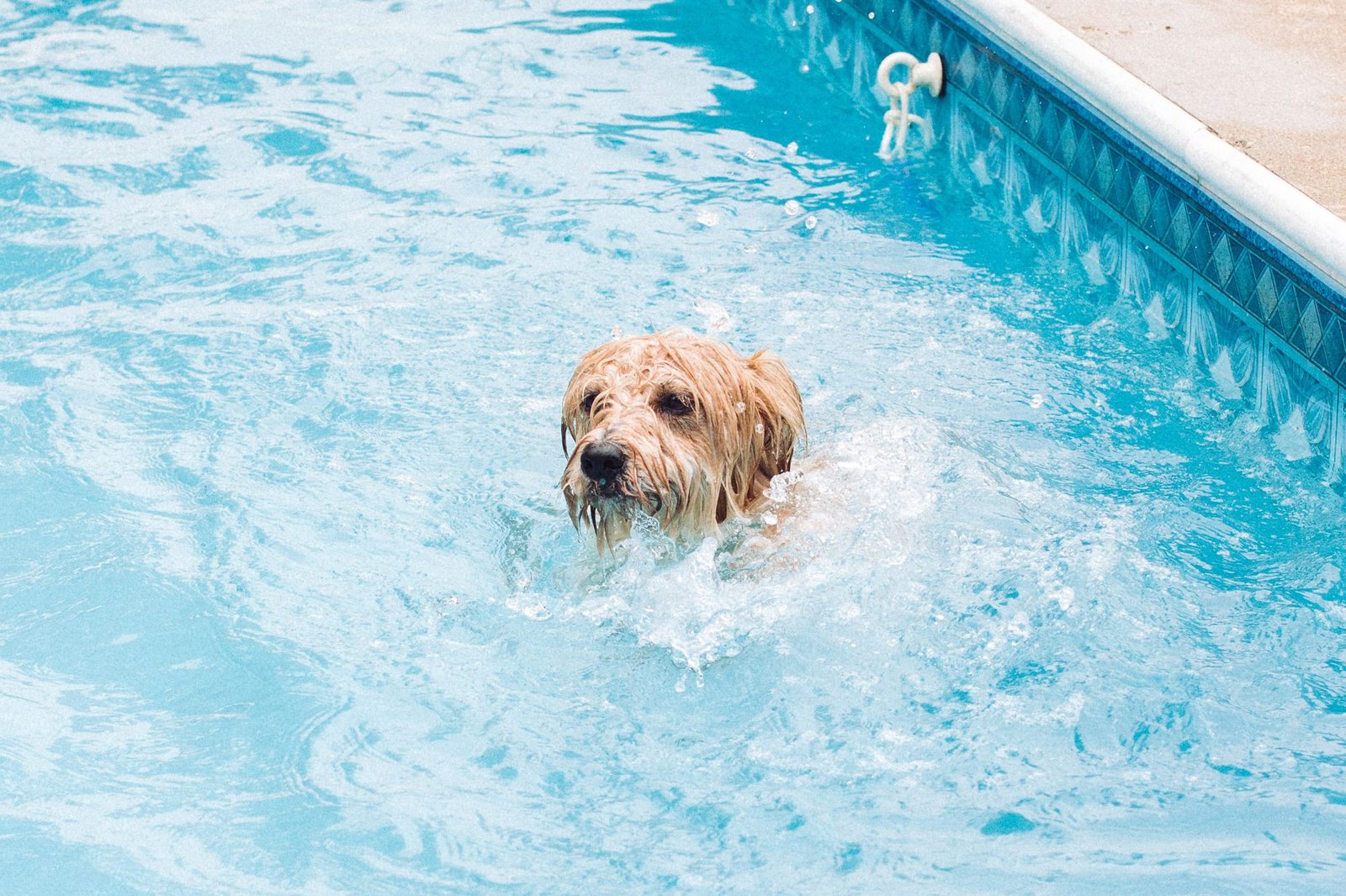 Is Chlorine in Pool Water Bad for Dogs?