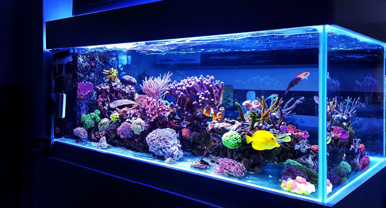 Vacation Aquarium Care