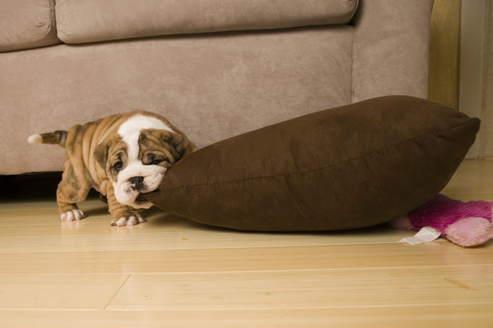 How to Stop Your Puppy From Chewing Everything in Sight