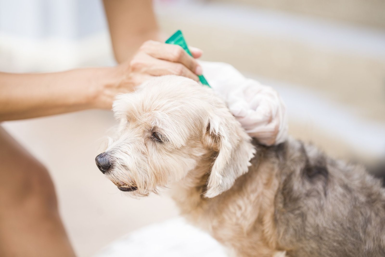 Safe Mosquito and Fly Repellent for Dogs