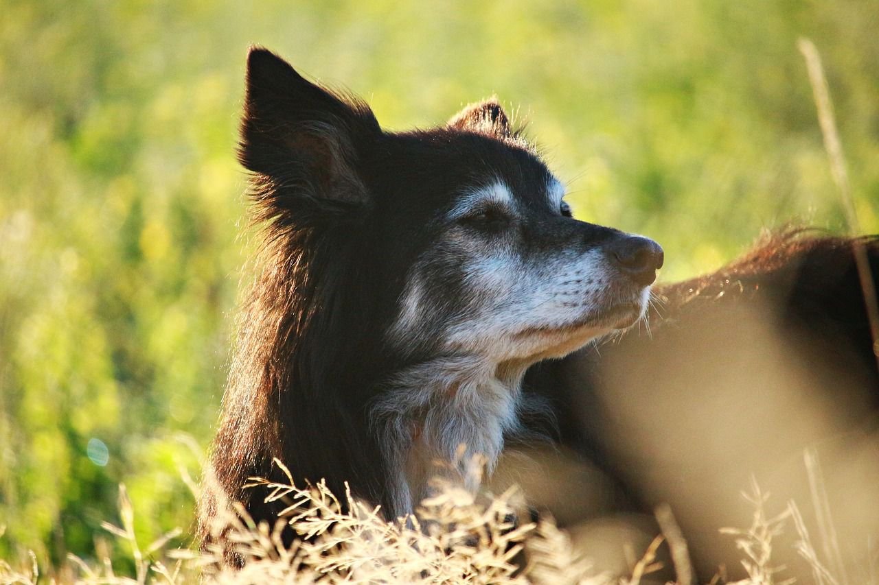Discover 7 Special Ways to Remember Your Pet
