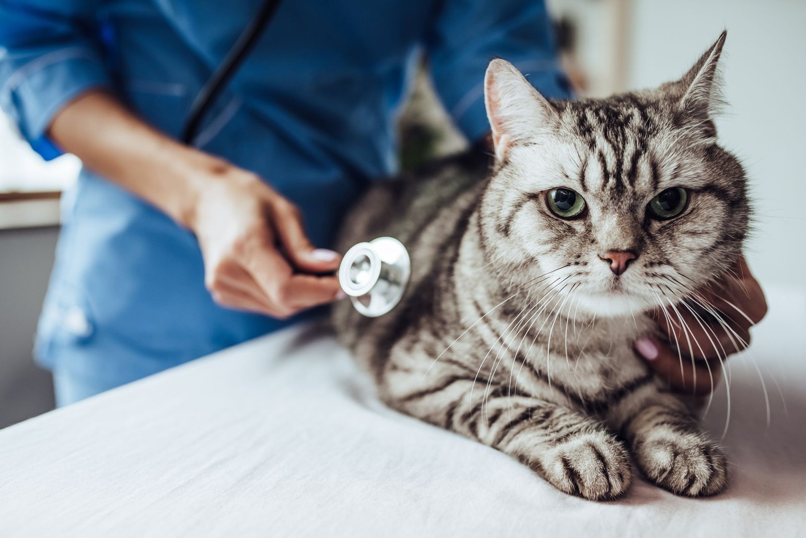 What Is Hypertrophic Cardiomyopathy in Cats?