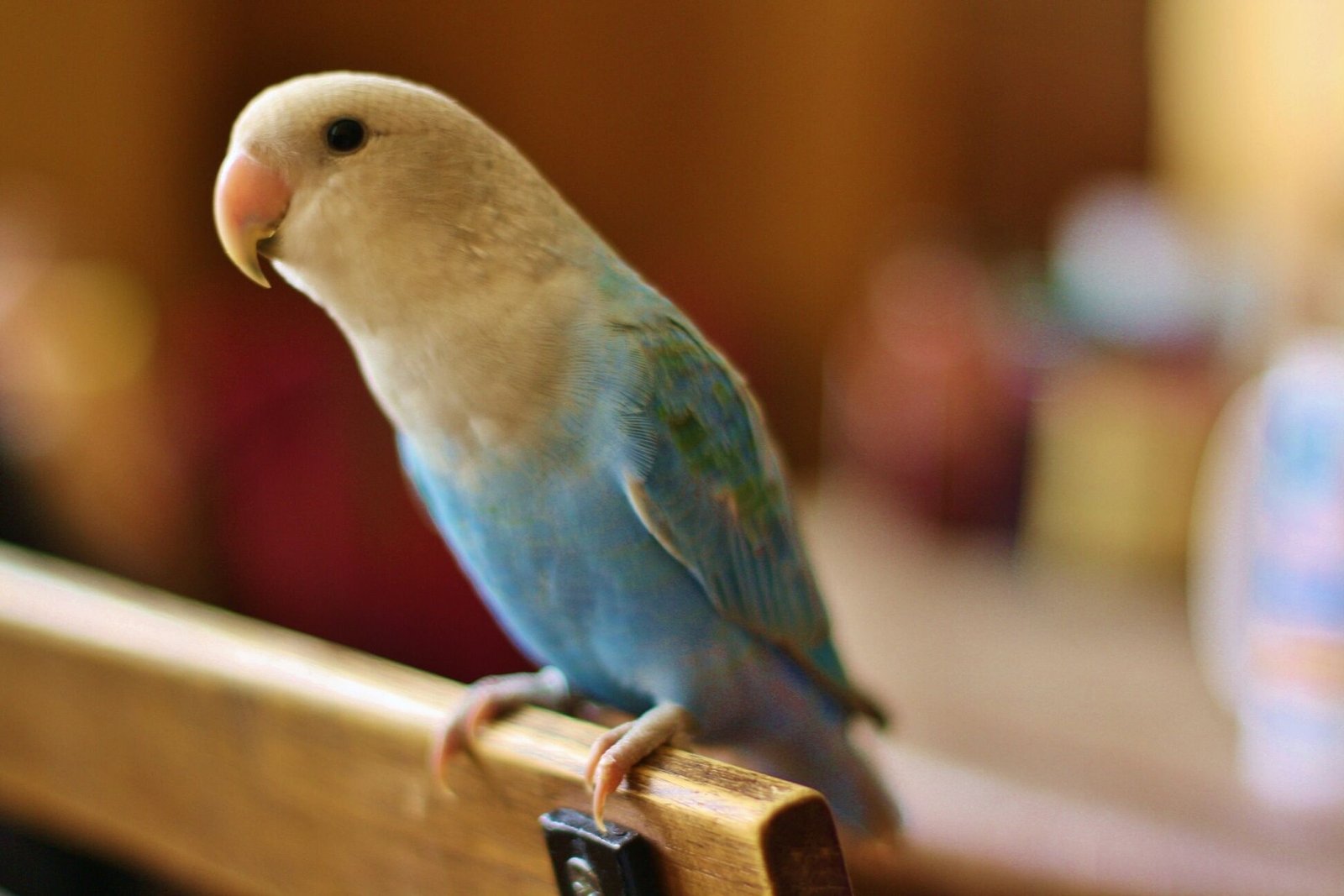 Signs Your Pet Bird is Sick