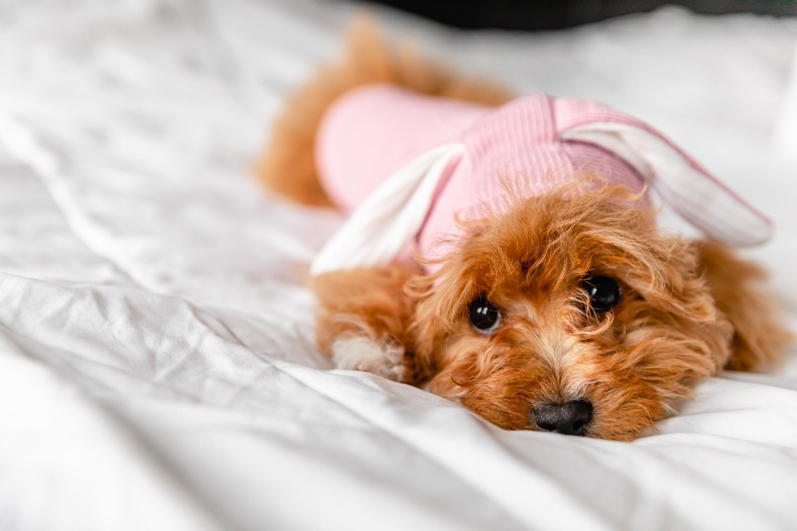 Is It OK to Dress Up Your Dog?