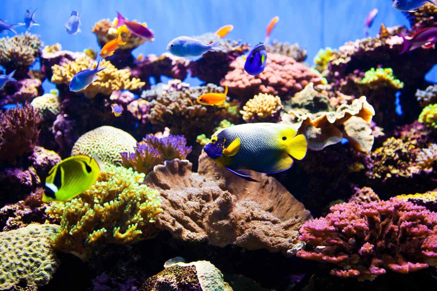 What to Do After Your Aquarium Has Finished Cycling