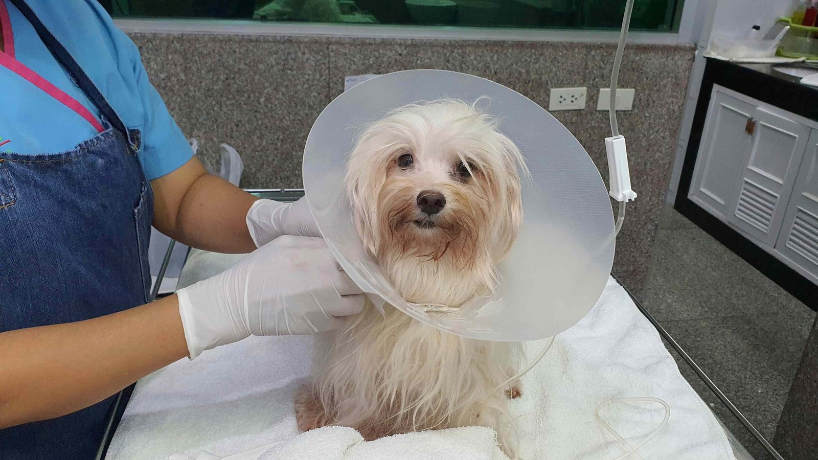 Puppies: Sarcoptic Mange, Diagnosis, and Treatment