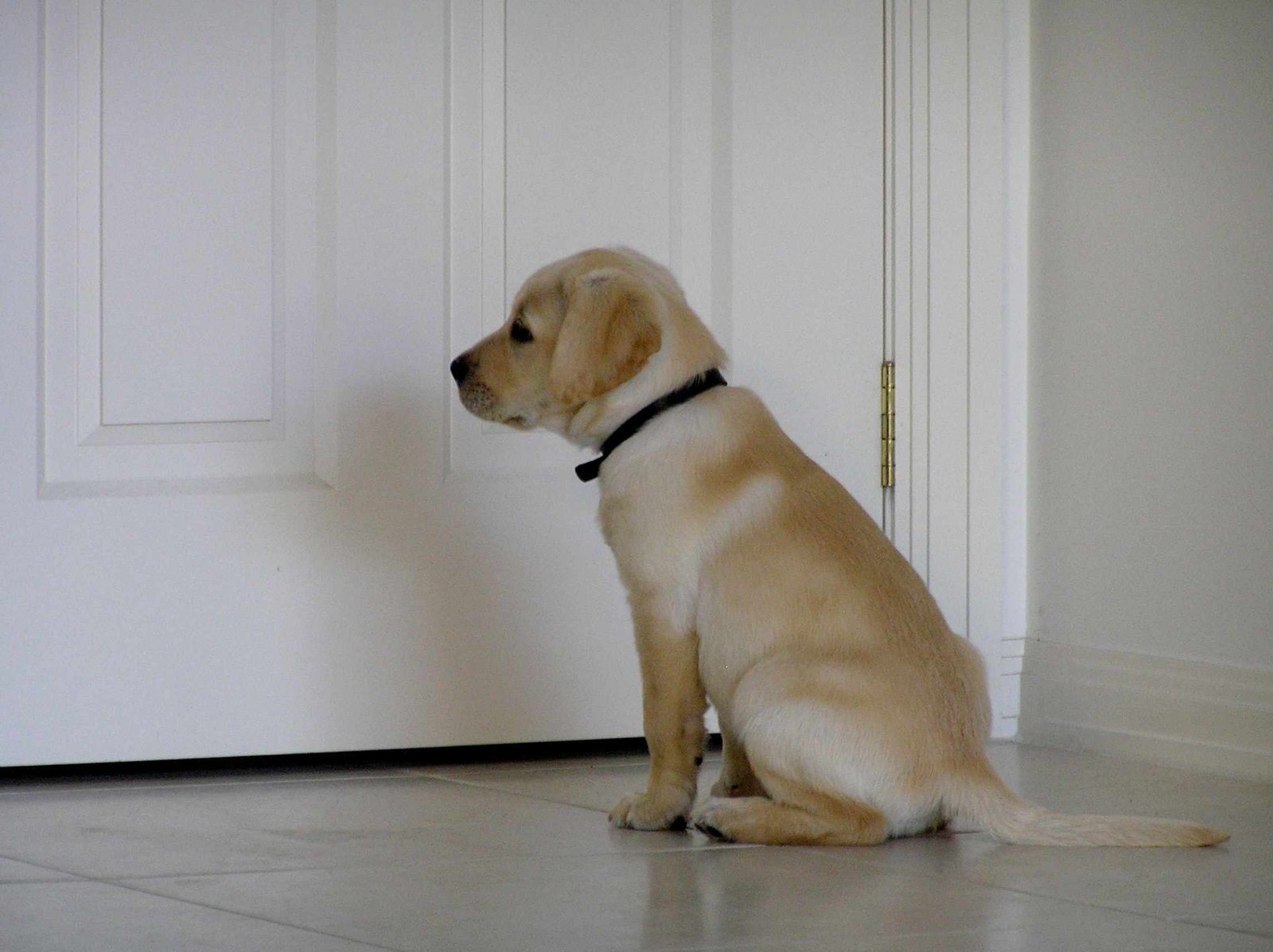 How to Train Your Puppy to Stay
