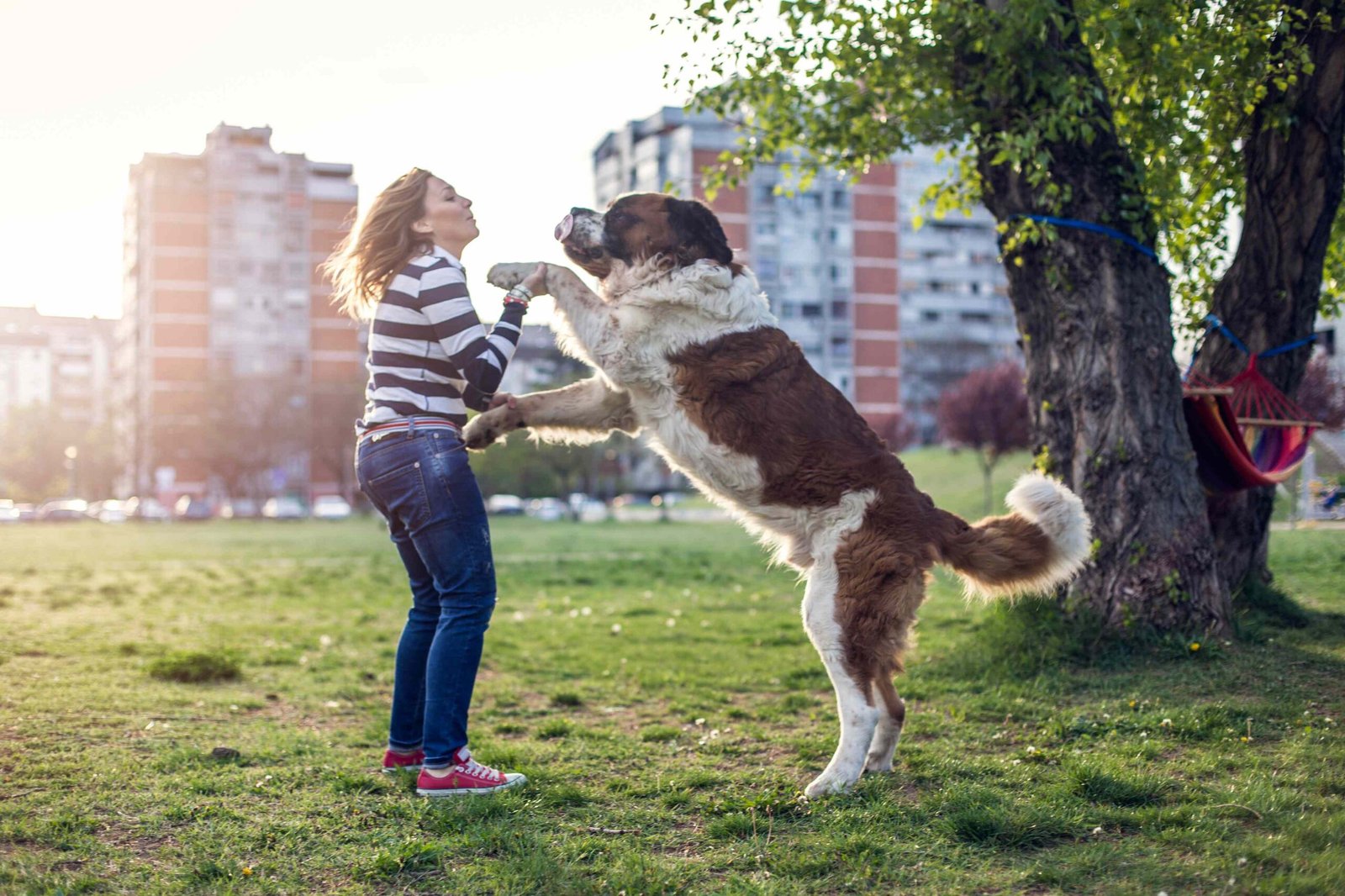 Why Dogs Jump up and Down and How to Stop It