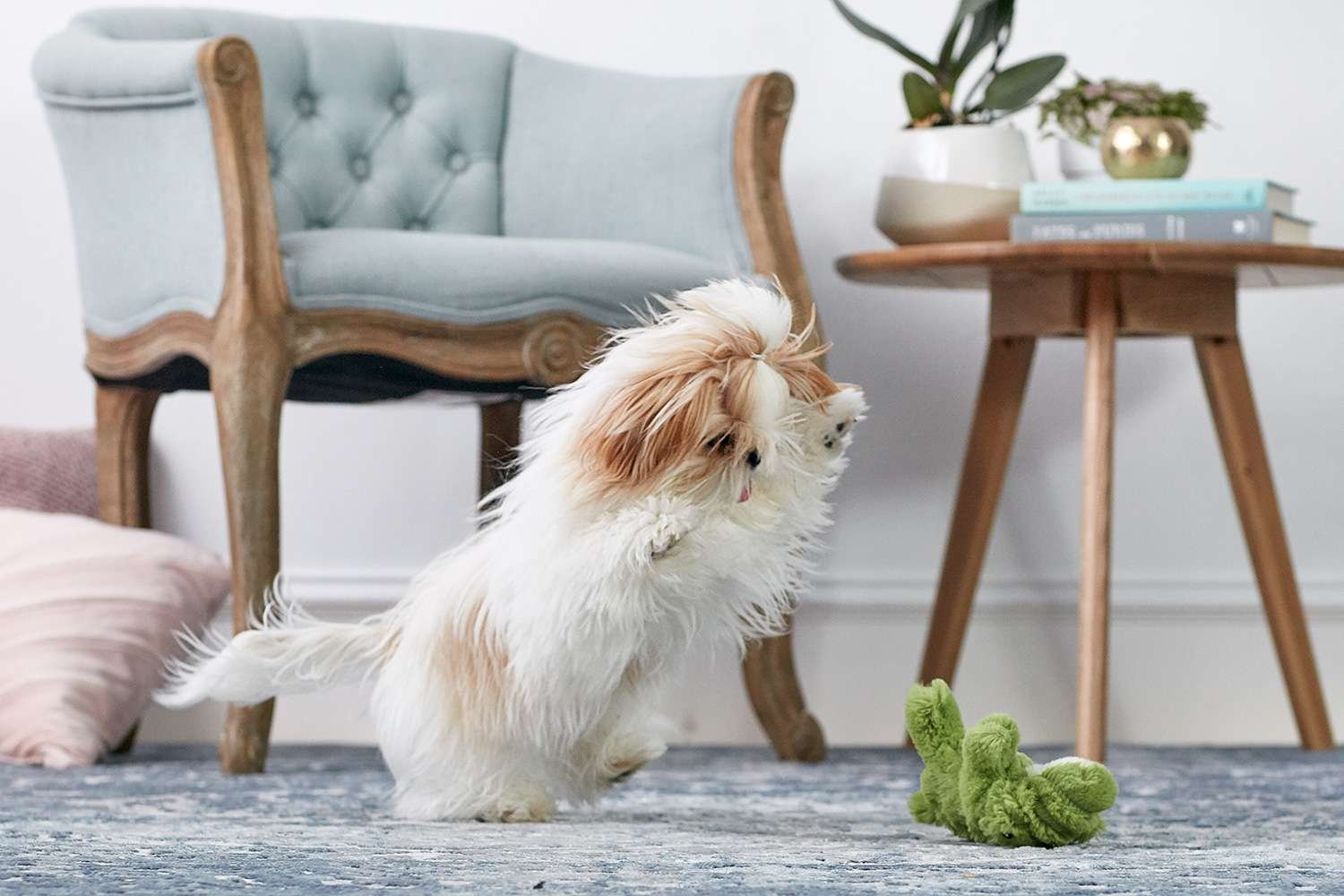 All the Ways a Puppy Likes to Play
