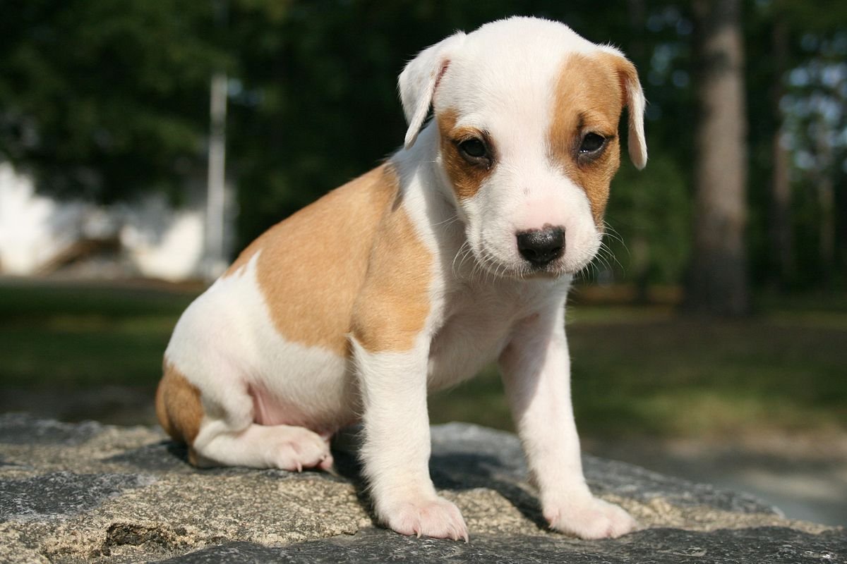 How to Help a Puppy in Pain
