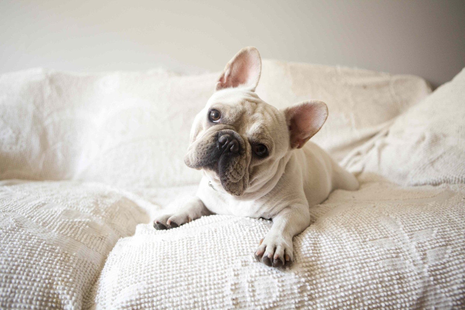 Are Essential Oils Safe for Dogs?