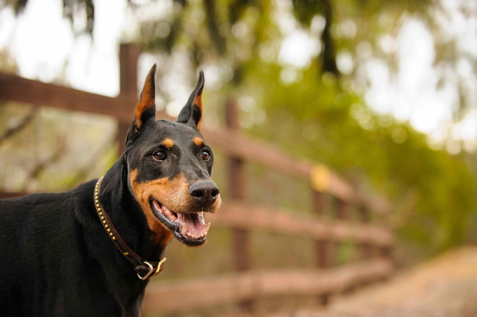 Von Willebrand Disease (VWD) in Dogs