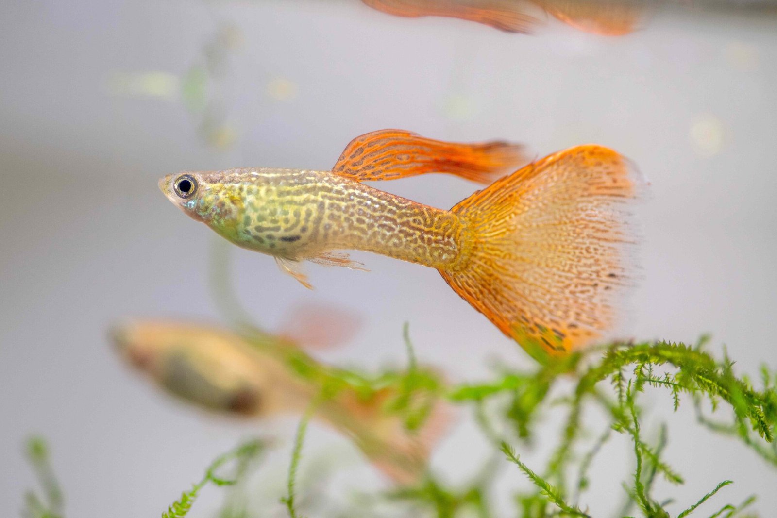 The Guppy Project to Help Stop Zika