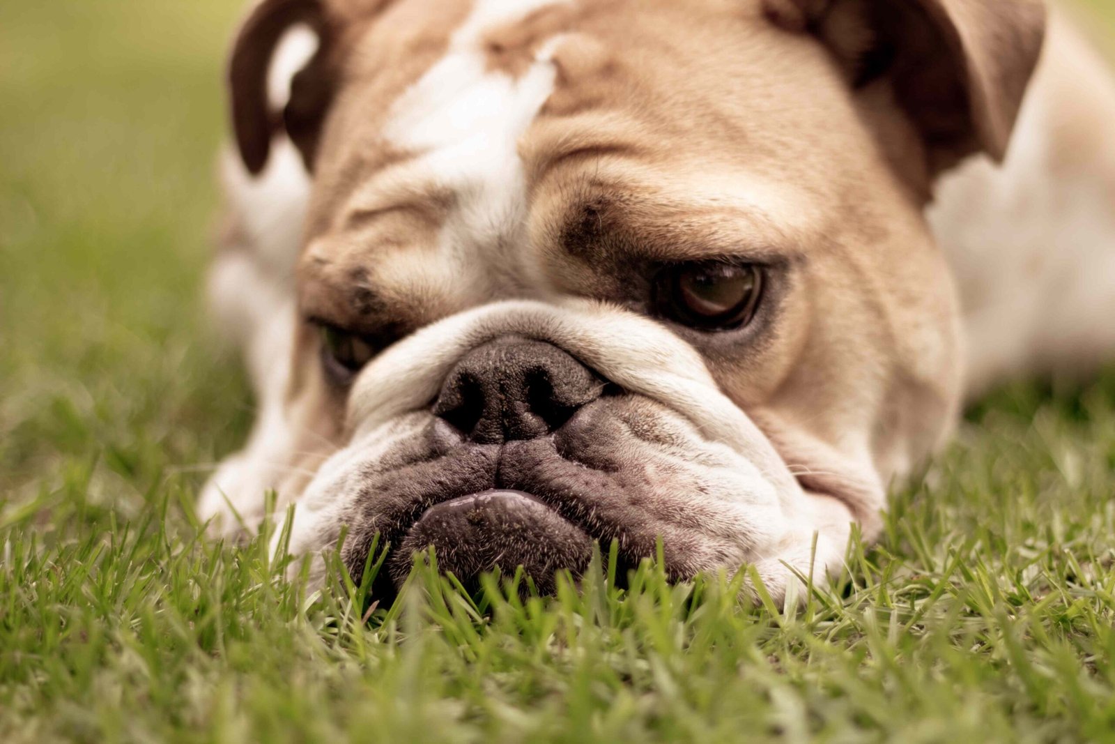 Demodectic Mange in Puppies