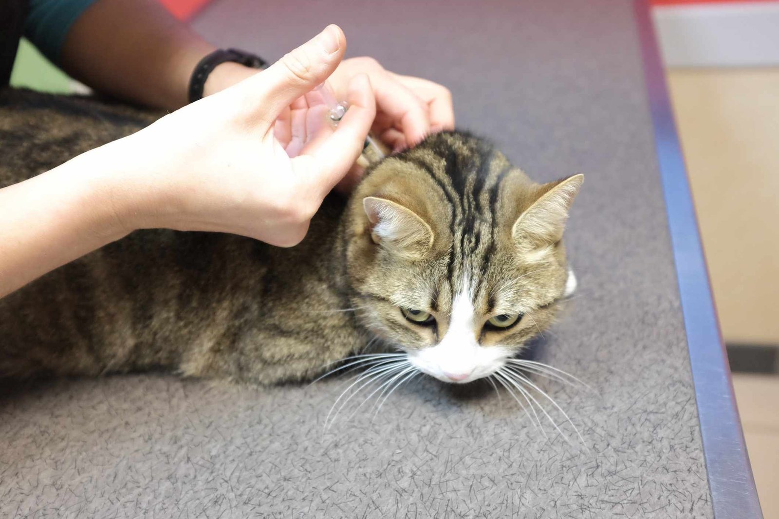 All About Feline Diabetes