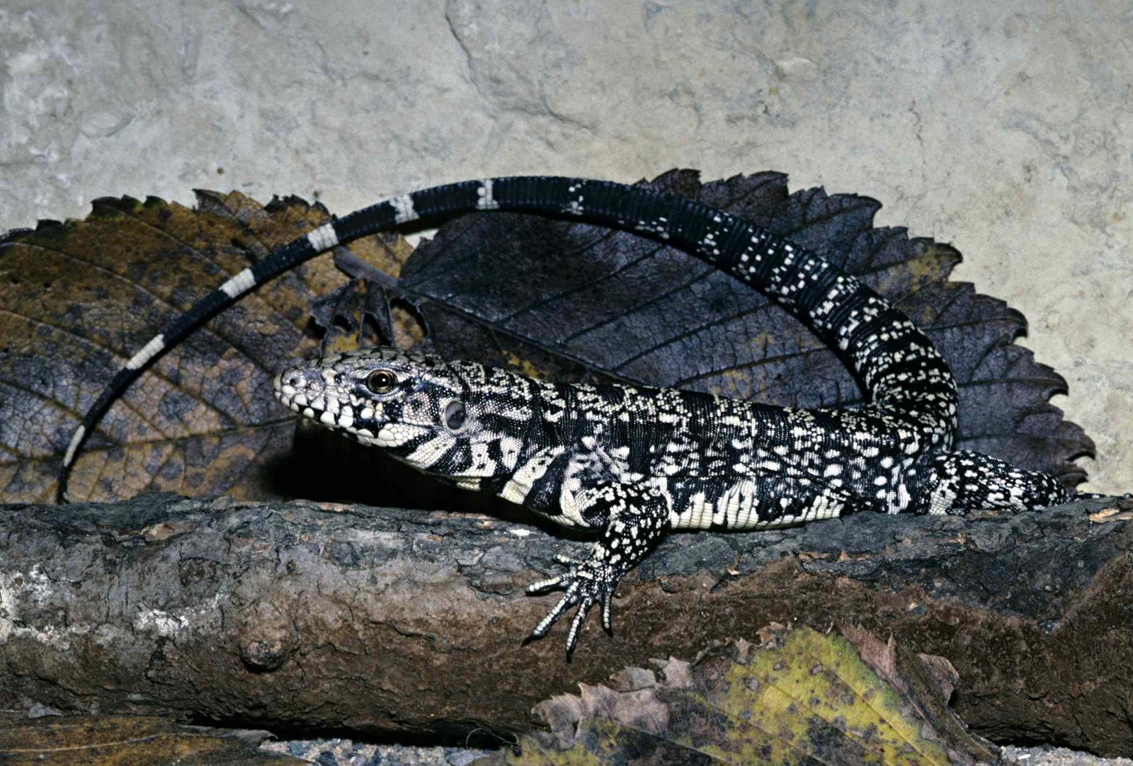 Colombian Tegu (Gold Tegu) Lizard: Species Profile