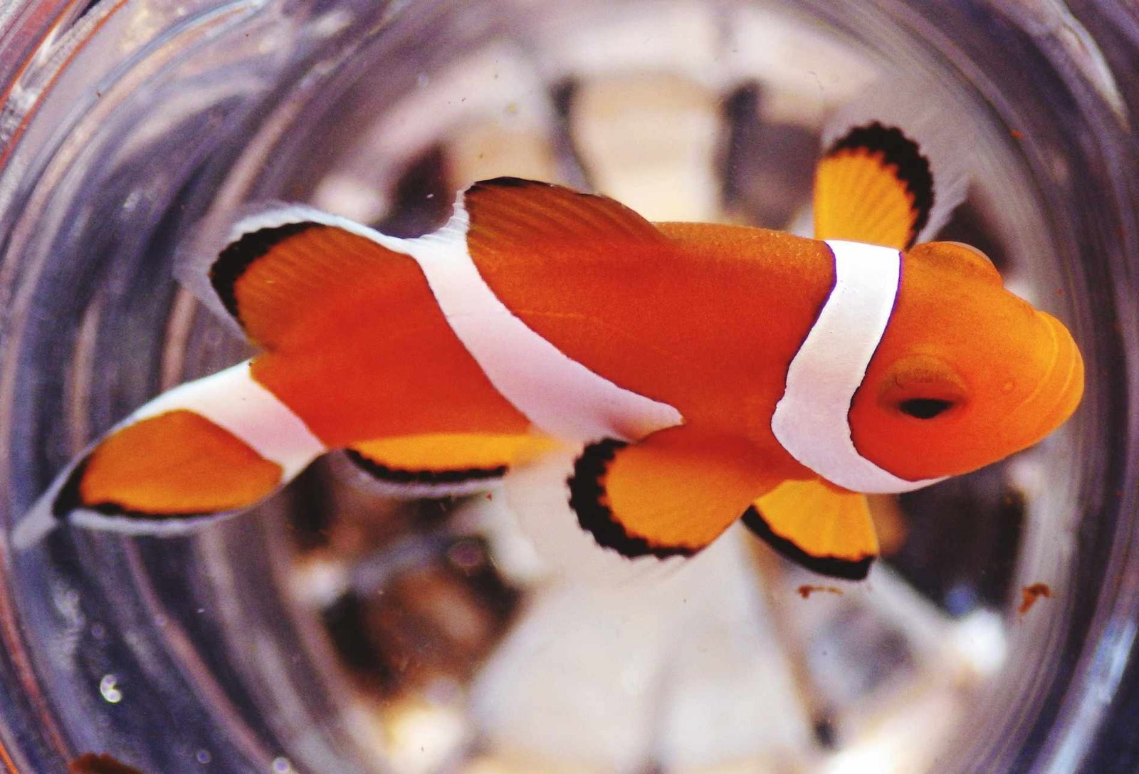 How to Treat Diseased Marine Fish With Formalin