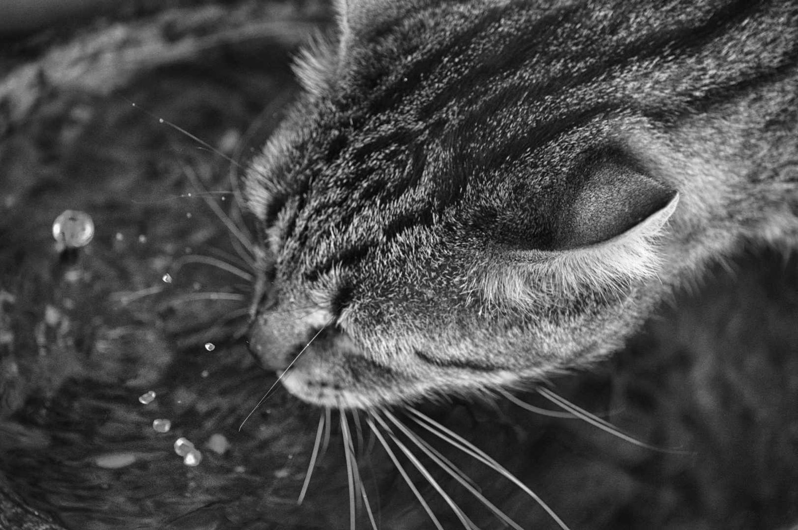 Canine and Feline Diabetes - The Somogyi Effect