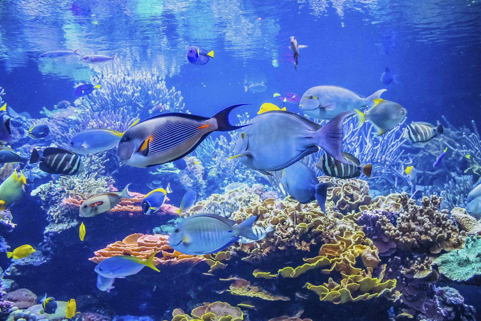Marine Ich, Velvet, or Coral Fish Disease