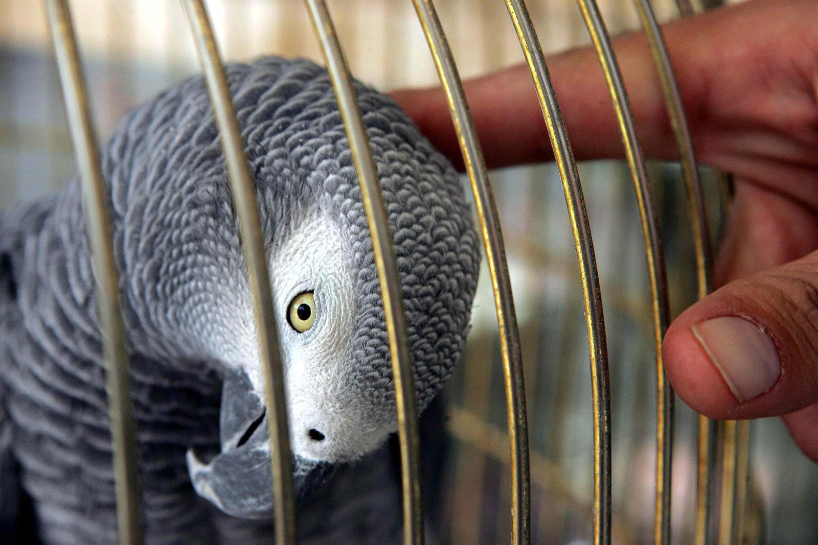 Common Diseases in Pet Birds