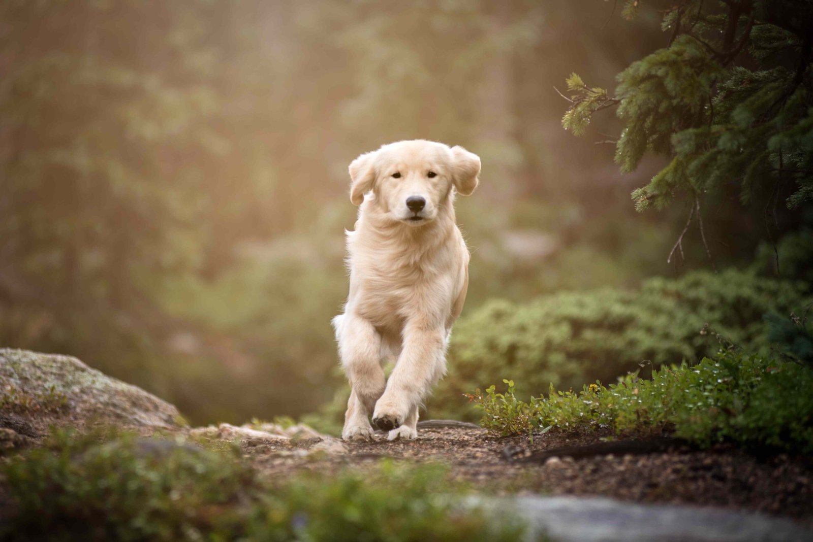 Lyme Disease in Dogs