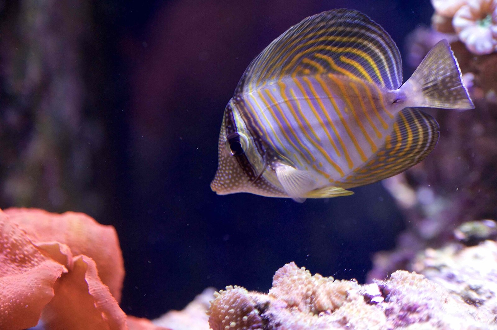 UV Sterilization in Marine Aquariums