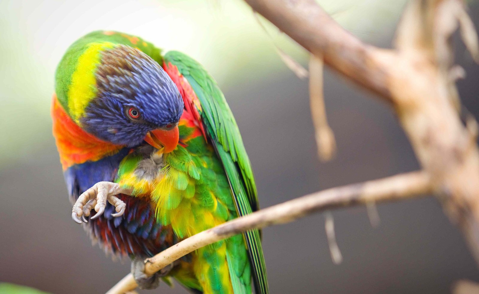 Pet Bird Behavior Problems