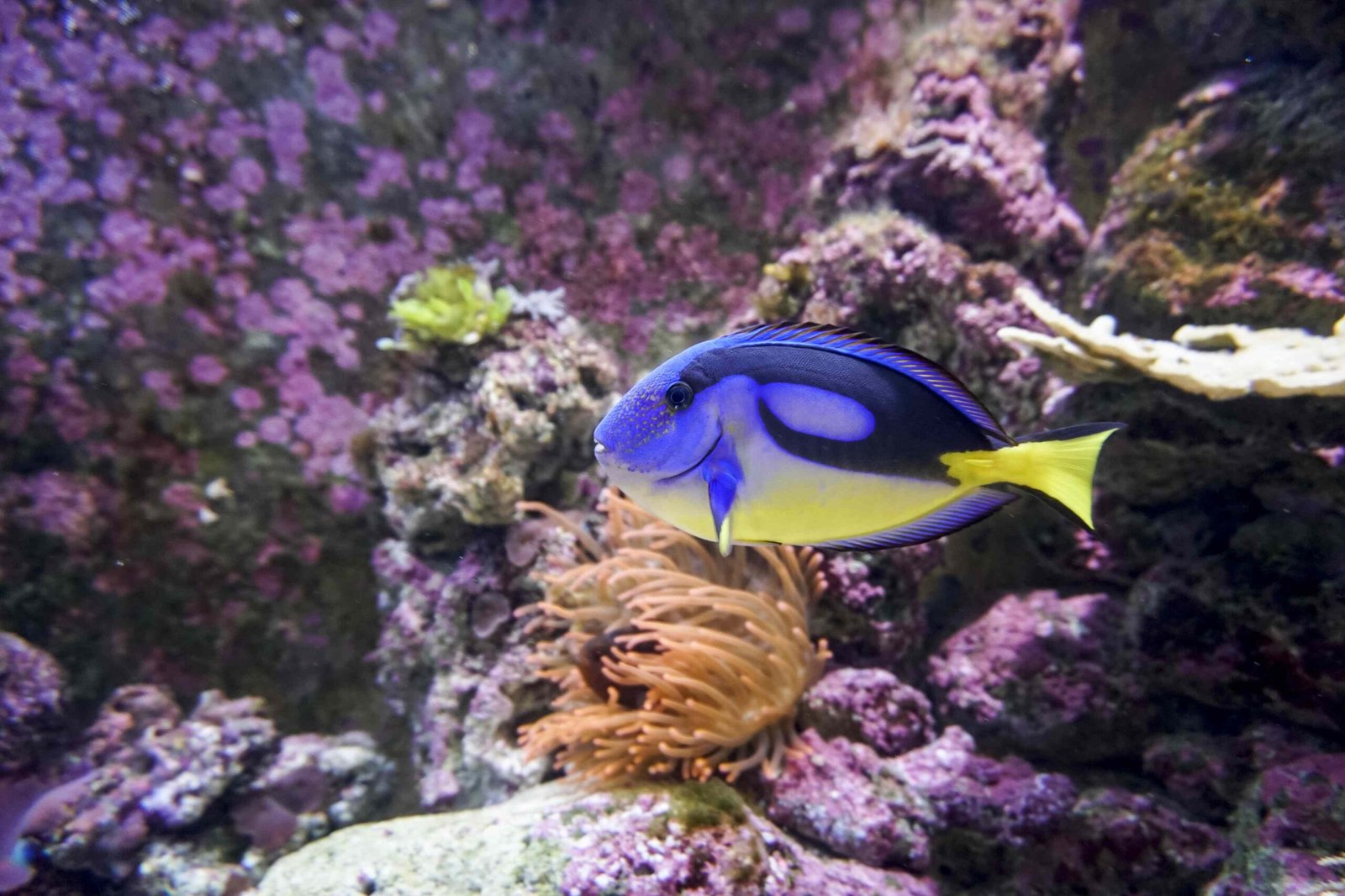Diagnose and Treat Saltwater Ich (Cryptocaryon)