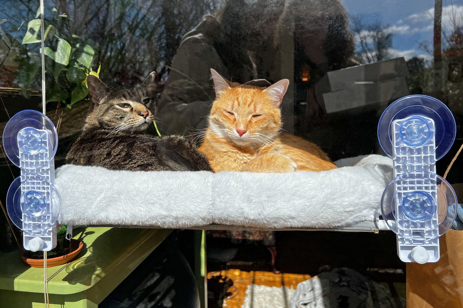 Make Your Cat's Dreams of a Window Perch Come True With Our Favorite Picks—Not All of Them Have Suction Cups!