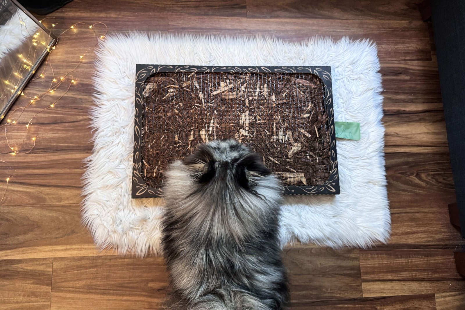 Our Favorite Dog Potty Is Easy To Use, Absorbent, and Made With Sustainable Materials