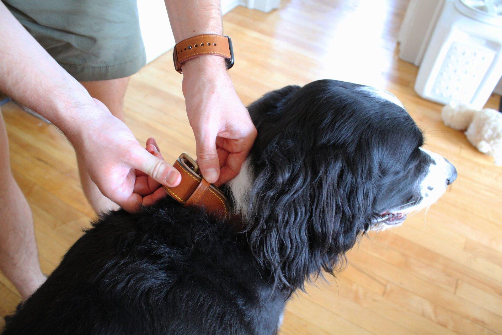 The 13 Best Dog Collars of 2026
