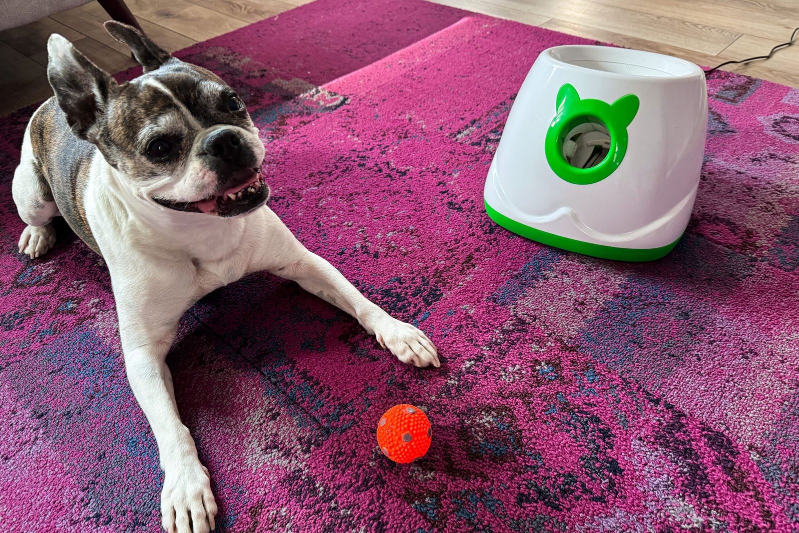 The 4 Best Automatic Dog Ball Launchers of 2026