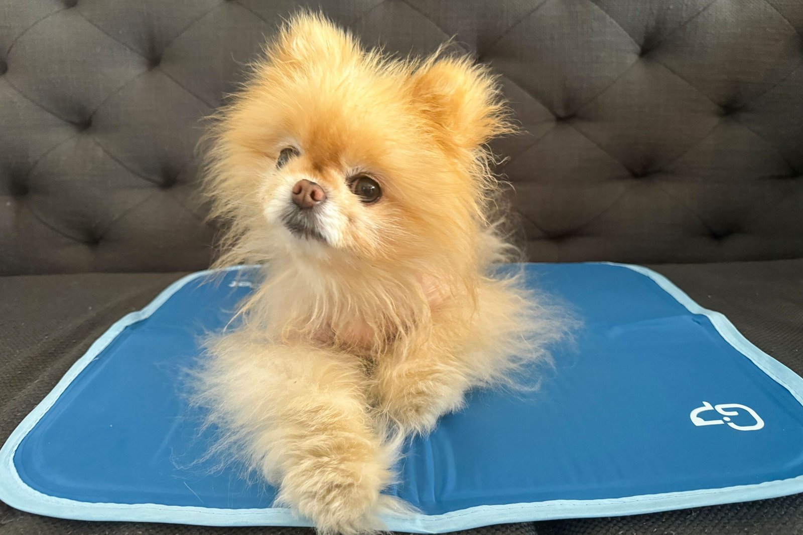 The 5 Best Cooling Mats for Dogs