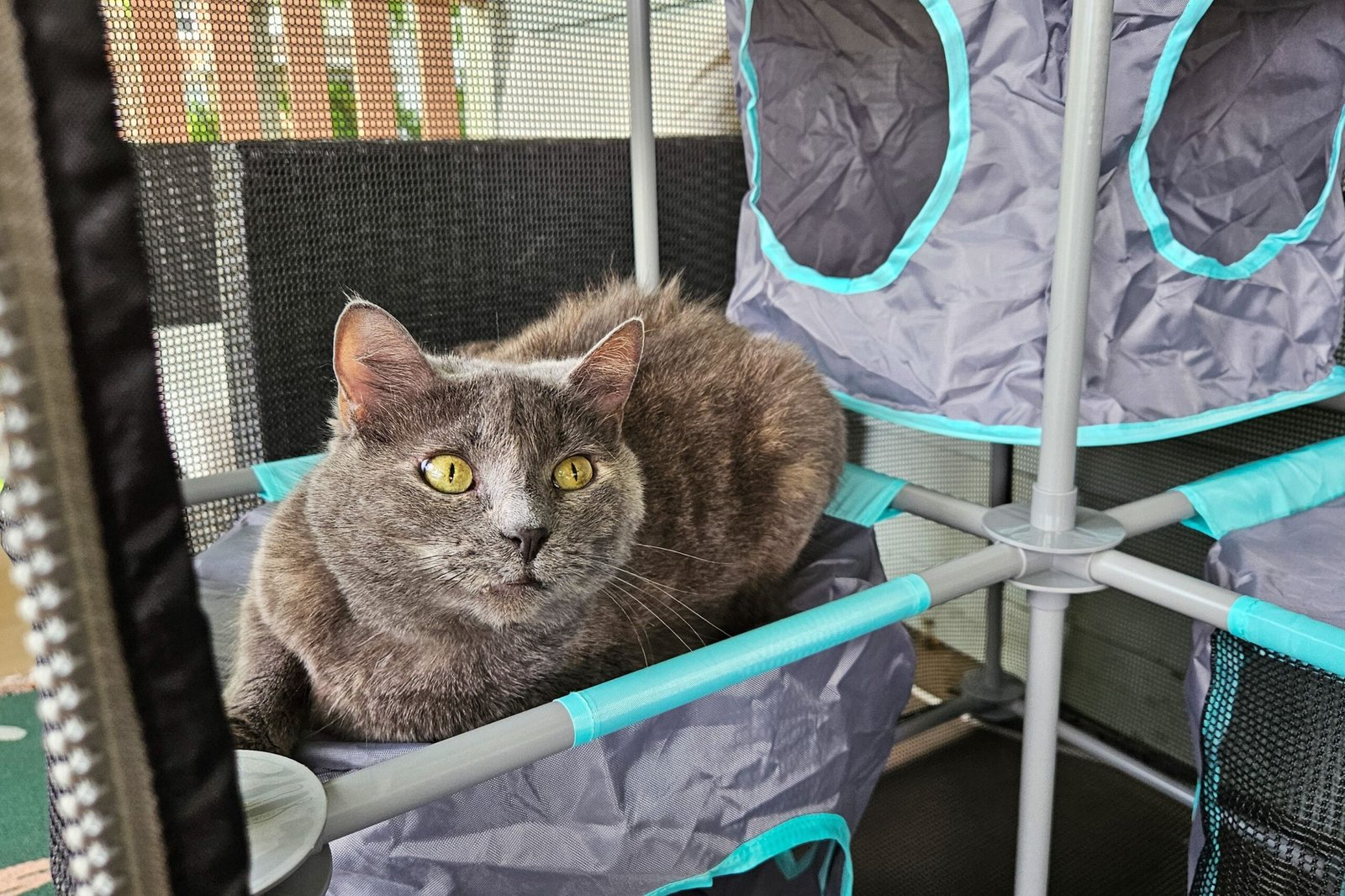 The 6 Best Catios of 2026