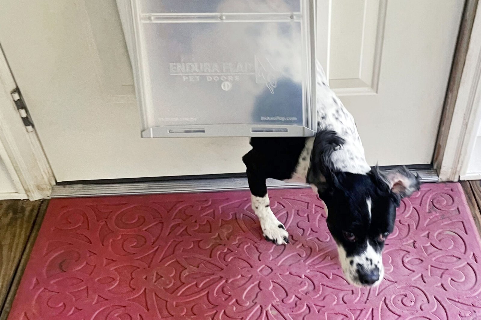 The 6 Best Dog Doors of 2026