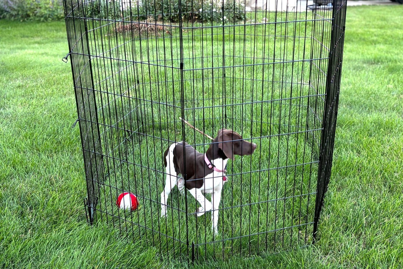 The 6 Best Dog Pens of 2026