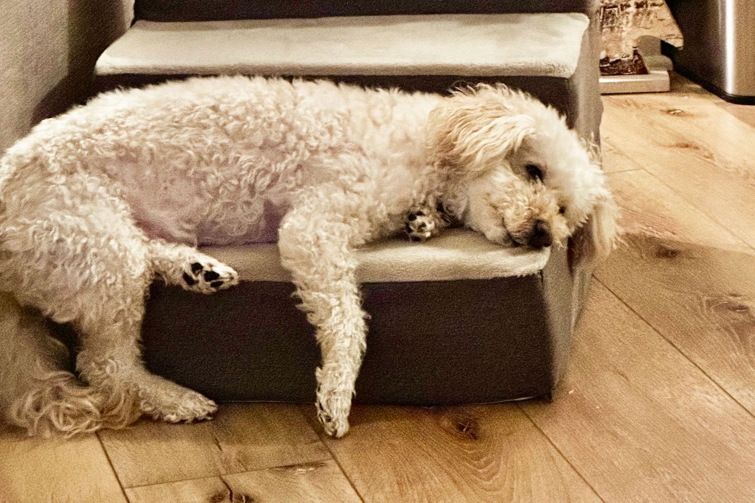 Dog laying on Zinus 2-Step Comfort Stairs
