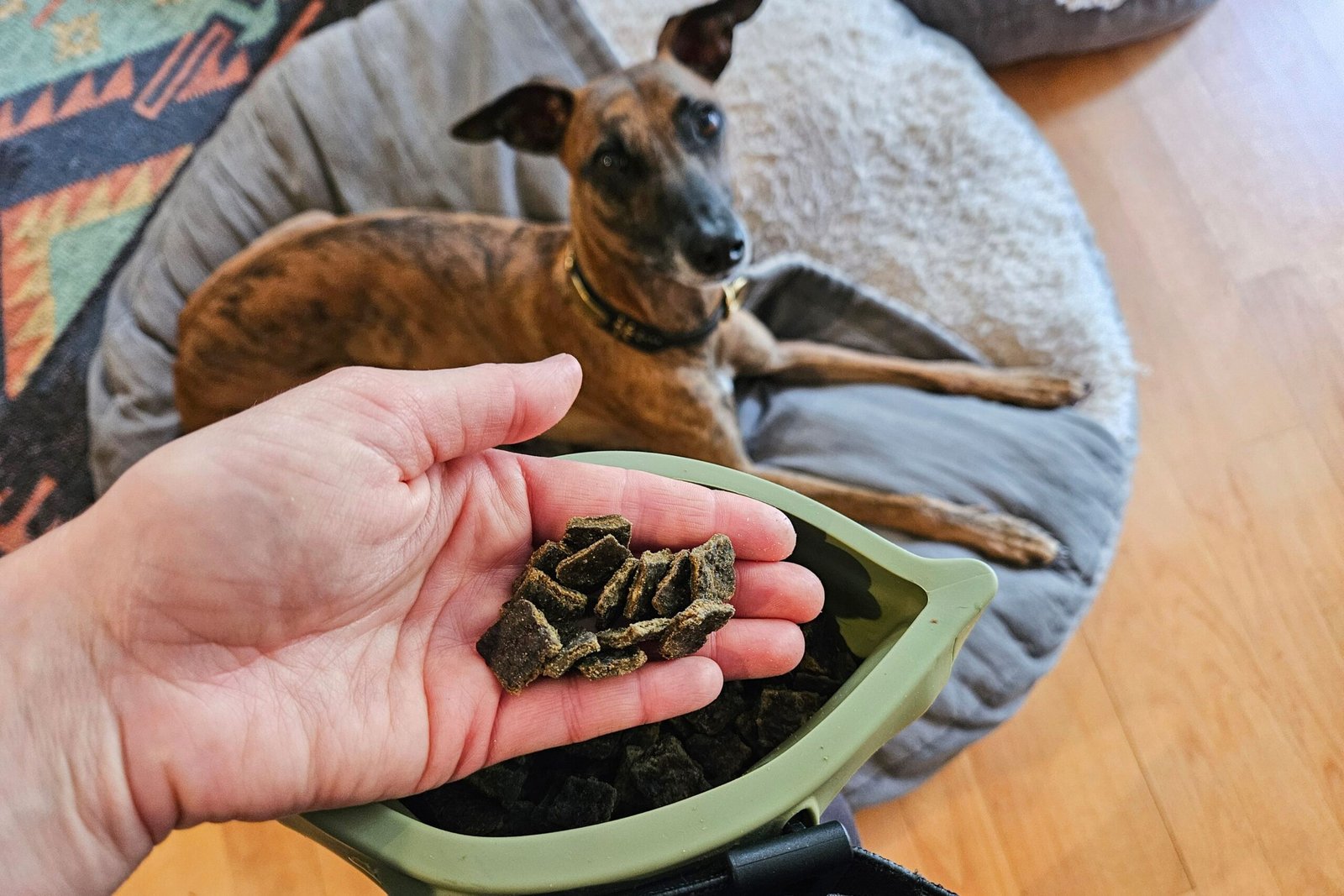 The 8 Best Dog Treats for Training of 2026