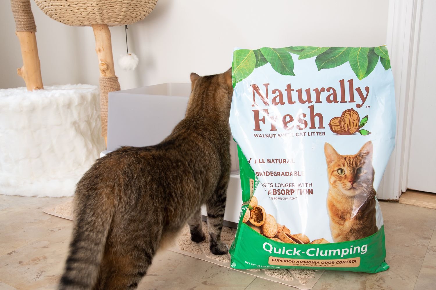 Naturally fresh cat litter is placed on the floor beside the standing pet