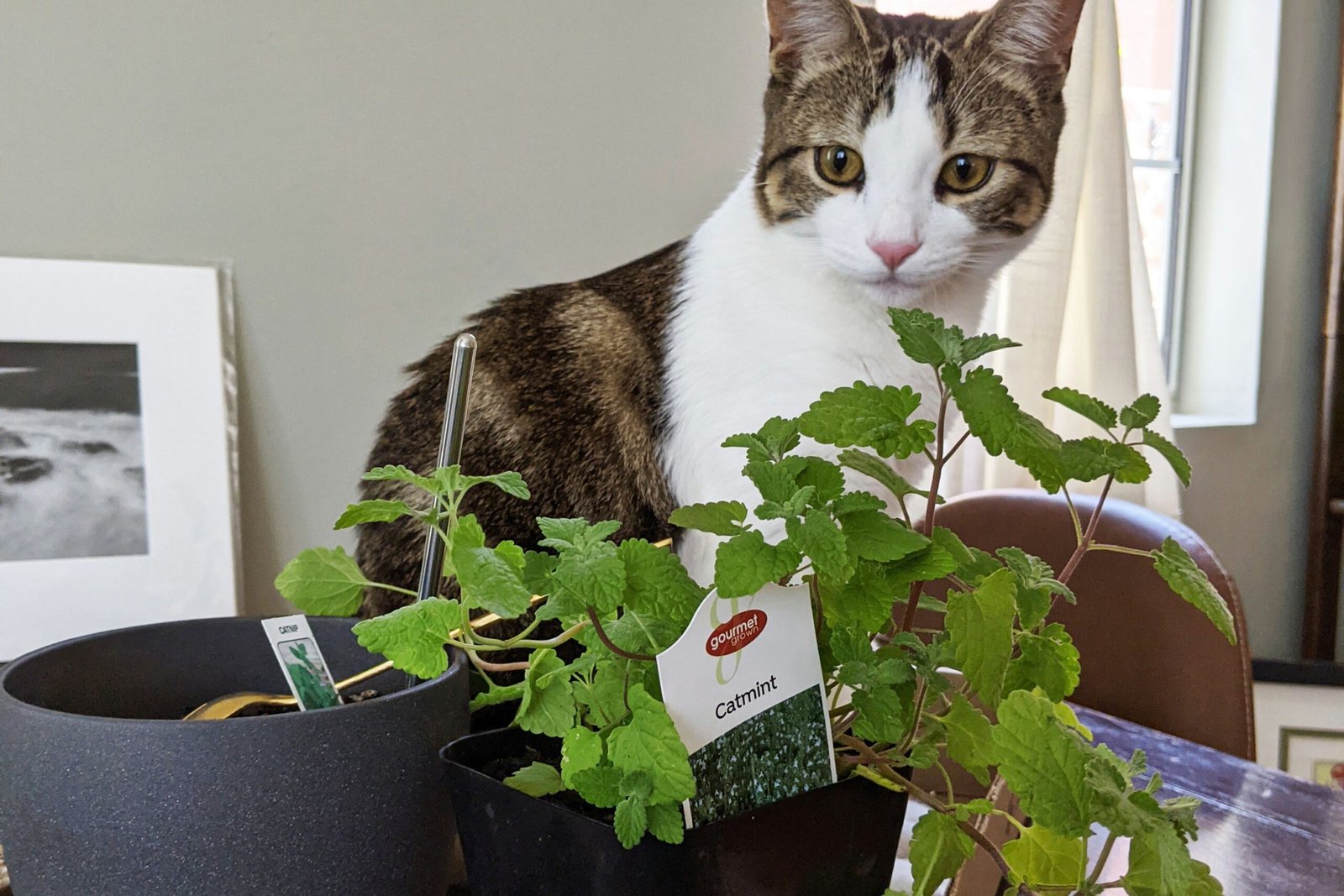 We Tested 18 Bestselling Cat Repellents—A Few Of Them Actually Work!