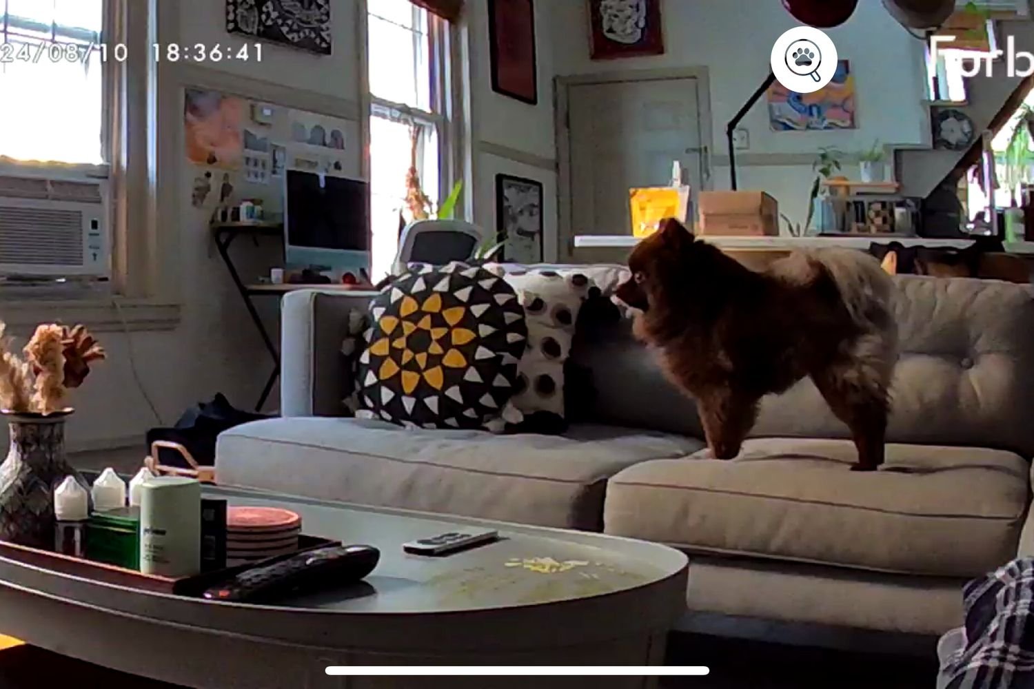 View of dog on couch from Furbo Mini