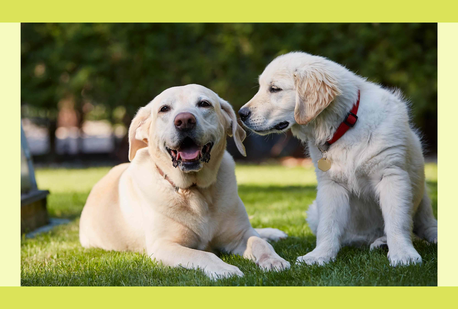 What Age of Dog Should I Adopt? The Pros and Cons of Each Life Stage