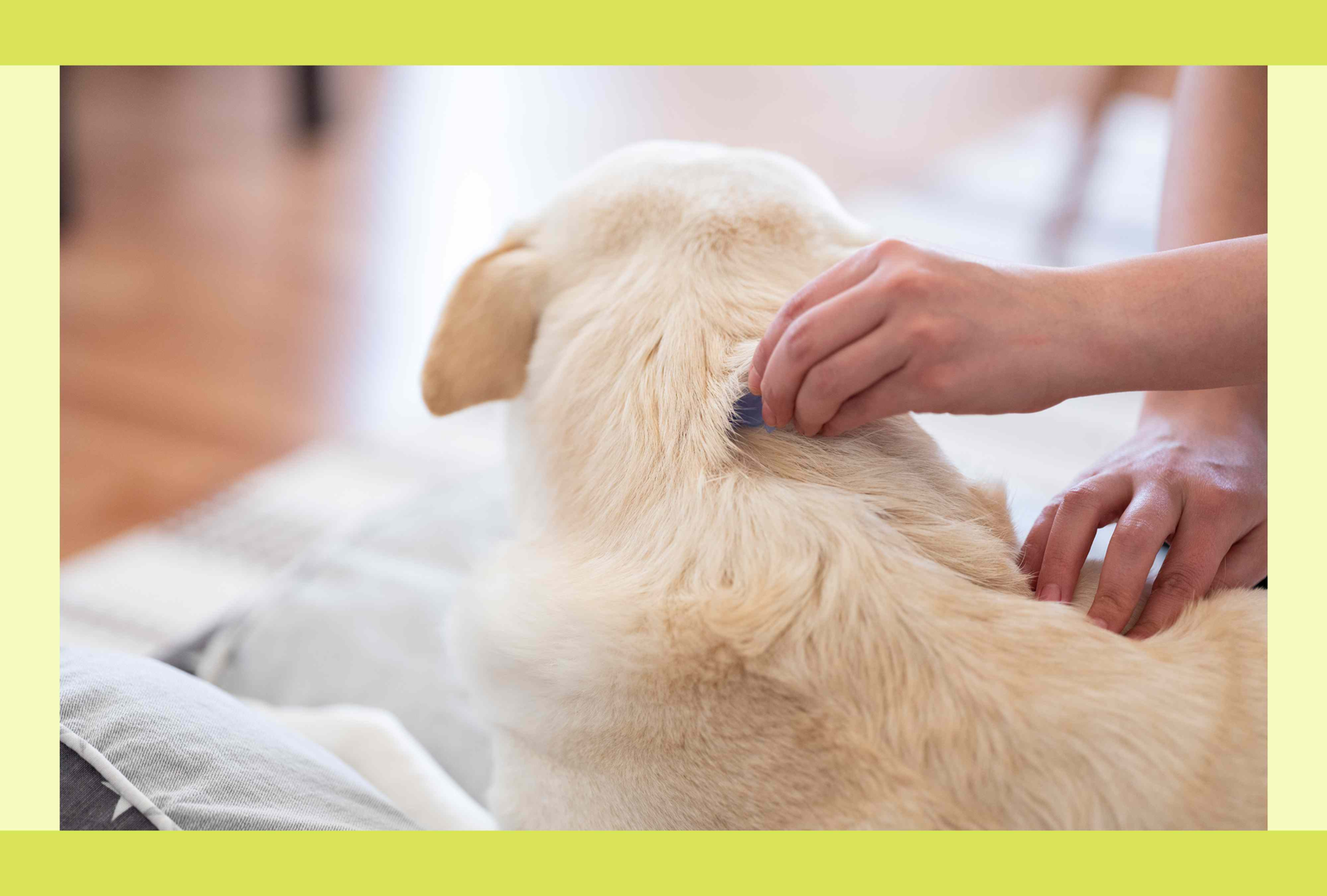 Does My Dog Really Need Flea and Tick Prevention Year-Round? A Veterinarian Weighs In