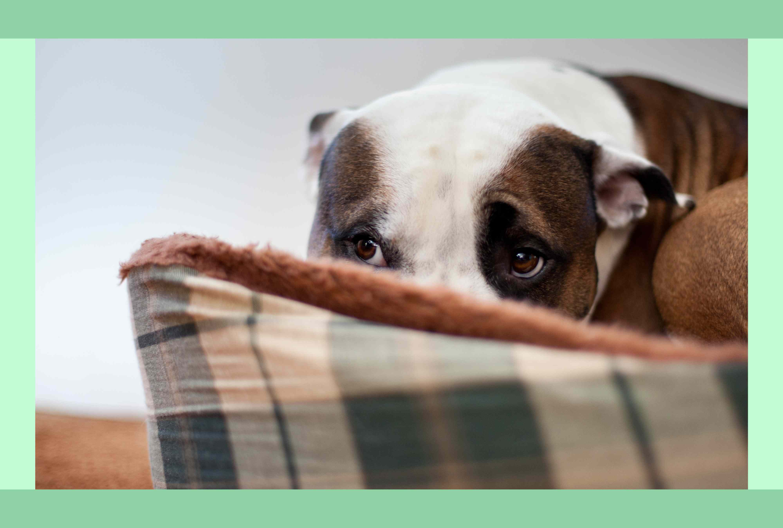 The 3-3-3 Rule Explained: A Realistic Timeline for Rescue Dogs to Adjust to Their New Life