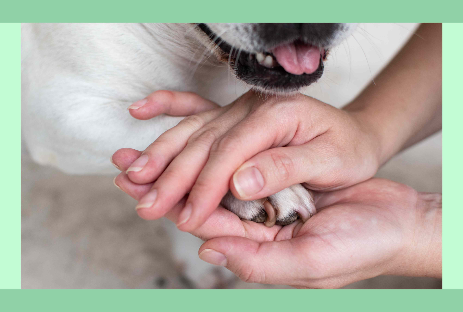 How to Build a Support System for Your New Dog